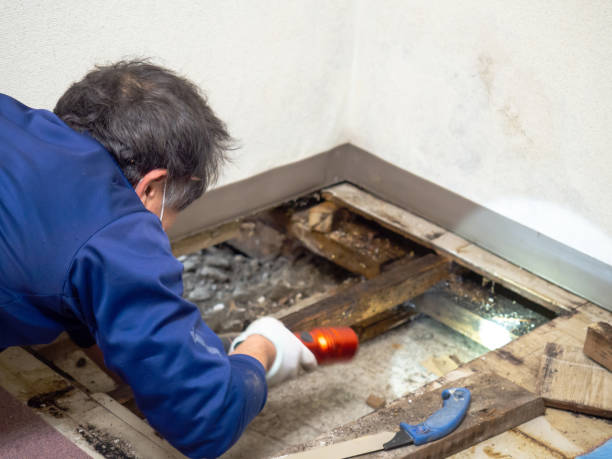 Best Affordable Mold Removal  in Telford, TN