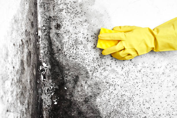 Best Best Mold Removal Companies  in Telford, TN
