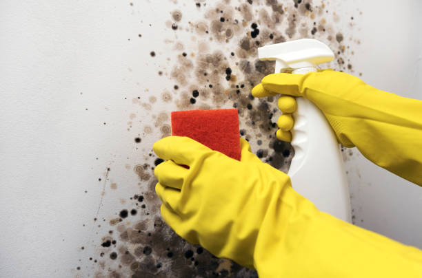 Best Mold Remediation Services  in Telford, TN