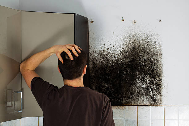 Best Local Mold Removal Service  in Telford, TN