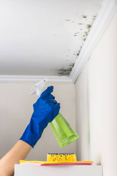 Best Mold Testing  in Telford, TN