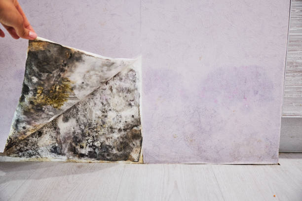 Best Same-Day Mold Removal  in Telford, TN